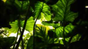 photo Salon Léo Habitat - Marché aux plantes - Limoges
