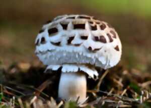 photo Découverte des champignons de nos foret - LA LOUPE