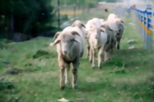 photo Fête de la transhumance