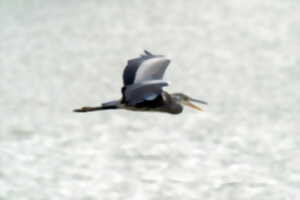 photo Sortie à l'étang de La Pouge : Les oiseaux hivernants