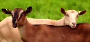 photo Rendez-vous à la ferme