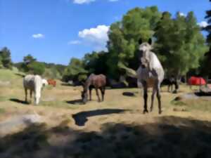 photo BALADE A CHEVAL ET APERO AU BORD DU LAC