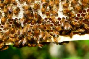 photo A la découverte du Rucher De Vignerie et de ses innovations en matière de protection des abeilles