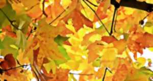 photo Marché d'Automne - Boisseuil