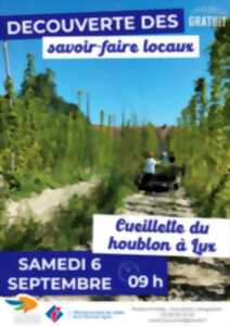 photo Découverte des savoir-faire locaux : Cueillette du houblon à Lux