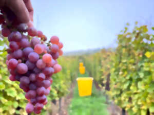 photo Fête des vendanges aux domaine Pierre Adam