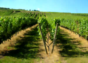 photo Expériences Mossig & Vignoble : les vendredis du vigneron