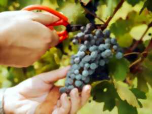photo FÊTE DES VENDANGES À ECOJARVI