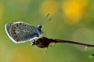 photo Expo plein air : 