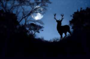 photo Vivre le brame du cerf en Bivouac