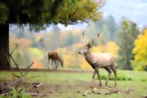 photo Vivre le brame du cerf