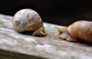 photo Repas et visite nocturne Les escargots du Pays d'Othe