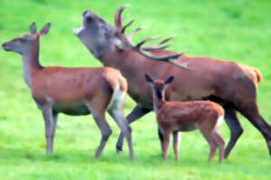 photo L'Appel du grand cerf