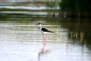 photo ANIMATION OISEAUX