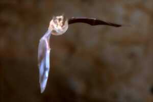 photo ANIMATION CHAUVE-SOURIS