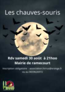 photo Les chauves-souris