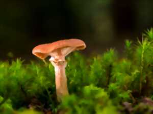 photo Le champignon, c'est hallucinant