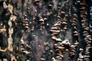 photo De l'églantine au polypore : fruit sauvages et champignons du bois mort