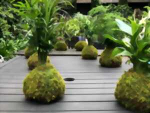 photo Atelier d’initiation au Kokedama