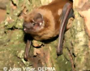 photo À l’écoute des chauves-souris
