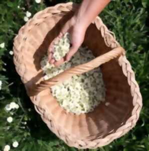 photo Des plantes et des hommes
