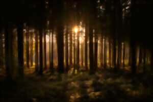 photo La forêt du Boesch, sanctuaire de nature