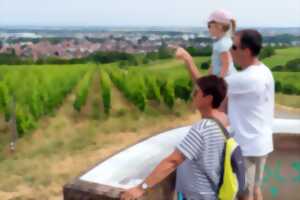 photo Visite du sentier viticole du Bruderthal