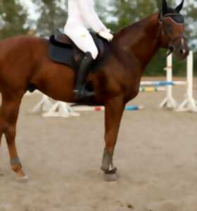 photo Final circuit régional dressage amateurs et pros