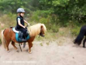 photo La forêt en poney