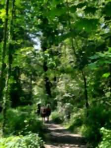 photo Sophro-marche