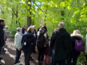 photo Programme de sorties en forêt 2025