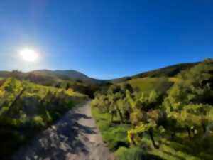 photo Balades vigneronnes au domaine Bleesz
