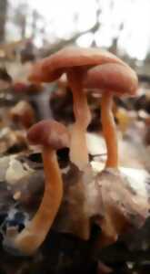 photo Initiation et découverte des champignons