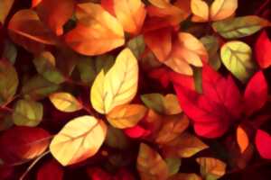 photo Fête d'automne