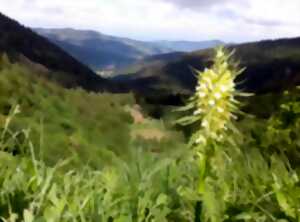 photo La flore des Hautes Chaumes