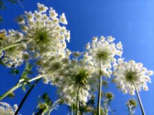 photo Rando Naturo : les plantes en chemin