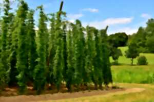 photo Démonstration de cueillette de Houblon : présentation du savoir-faire brassicole