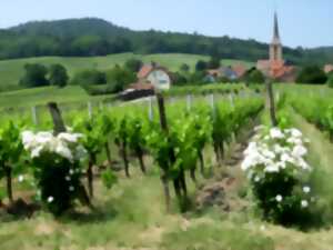 photo Balades vigneronnes au domaine Benoît Frey