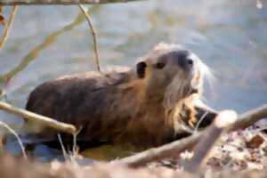 photo Entre terre et eau : castor, rat d'eau, musaraigne aquatique et Cie