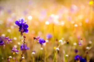 photo Les plantes médicinales du stress et du système nerveux