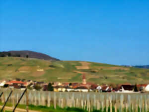 photo Balade viticole : Rendez-vous en terroir connu !