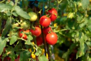 photo Rencontre autour de la tomate