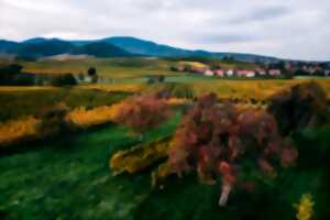 photo Balades vigneronnes au Domaine de la Tour - Straub