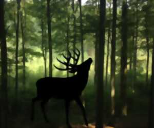 photo Sortie brame du cerf