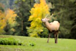 photo Sortie brame du cerf