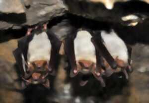photo Les chauves-souris du Château de Lichtenberg