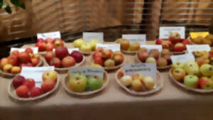 photo Exposition de fruits d'automne