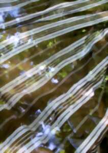 photo Exposition : dormance