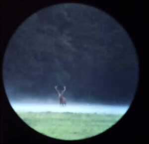 photo Vivre le brame du cerf