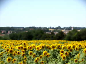 photo Randonnée gourmande à Culan
